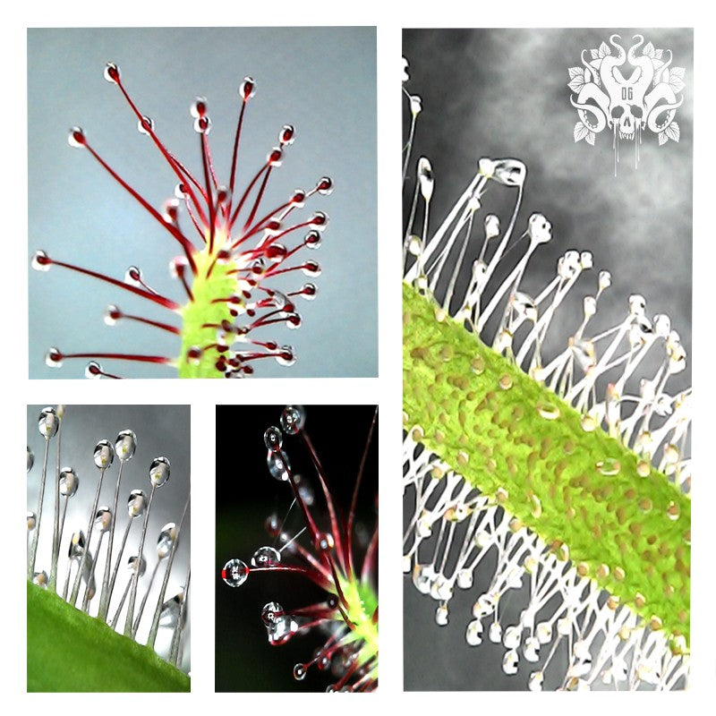 MICROSCOPE ELECTRONIQUE USB ZOOM X1000