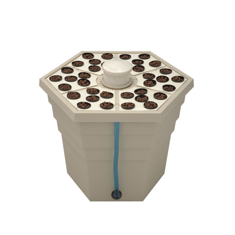 rainforest 36 plantes 12v