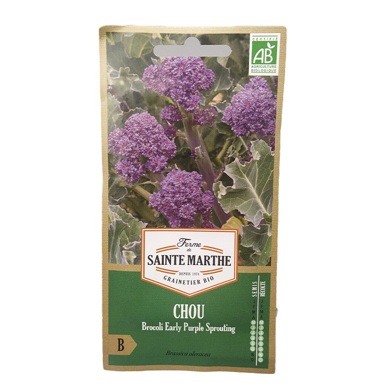 GRAINES BIO - CHOU BROCOLI EARLY PURPLE