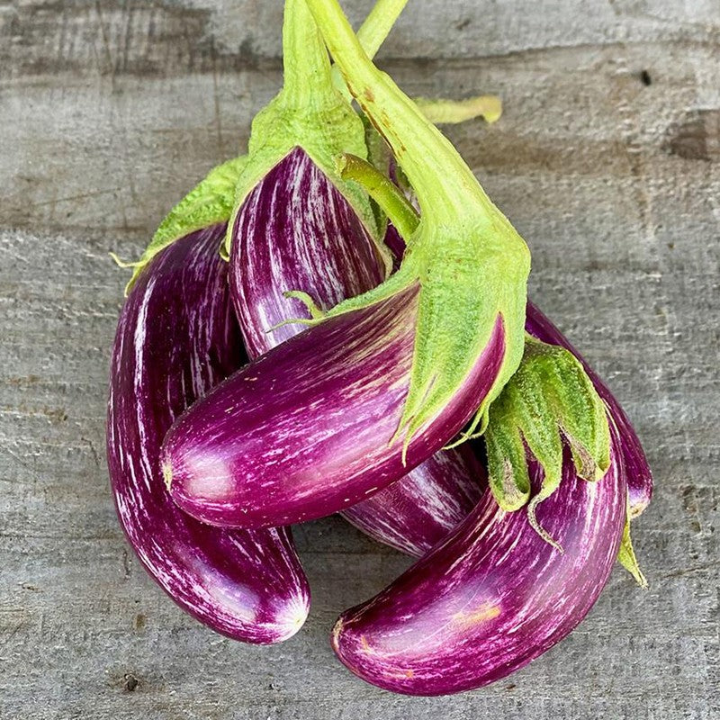 GRAINES BIO - AUBERGINE TSAKONIKI