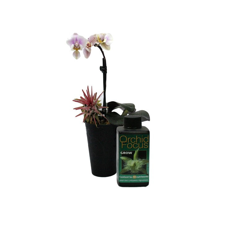 orchid focus grow 100ml