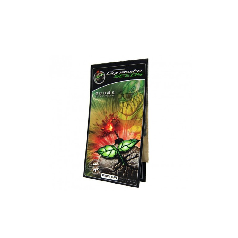 dynamite seed mychorizes