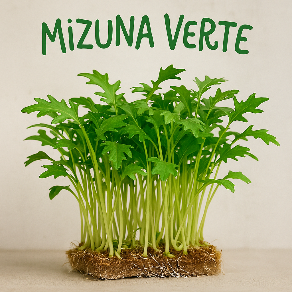 MIZUNA VERTE BIO - GRAINES POUR MICROPOUSSES