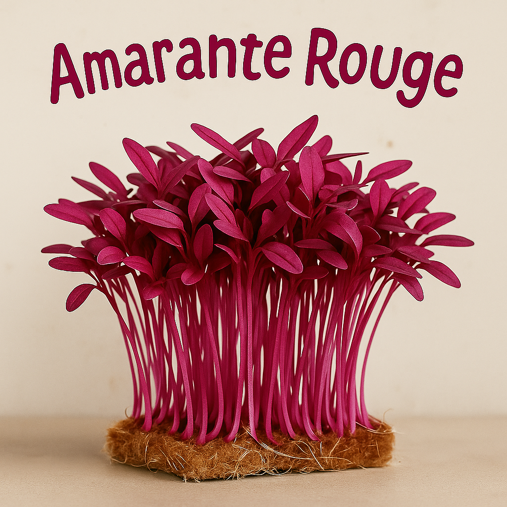 AMARANTHE Rouge - GRAINES POUR MICROPOUSSES