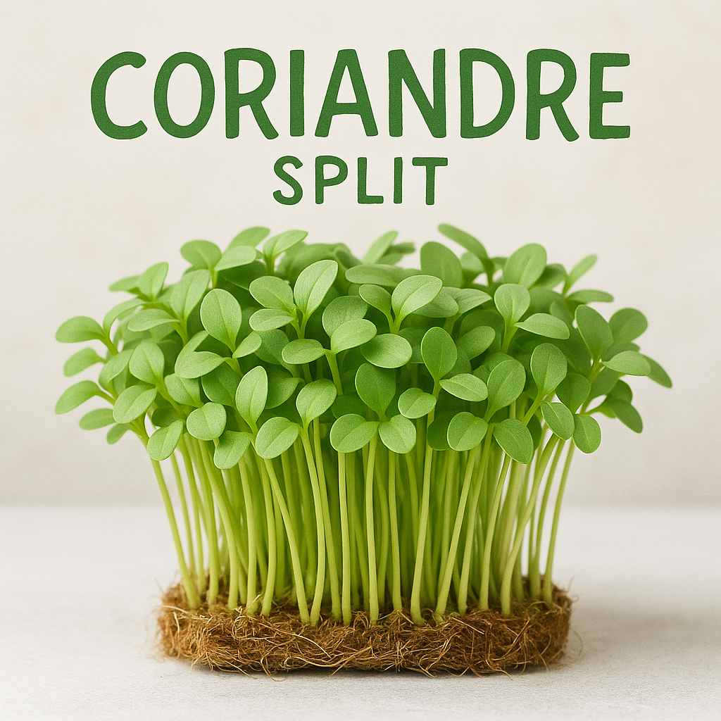 CORIANDRE SPLIT - GRAINES POUR MICROPOUSSES