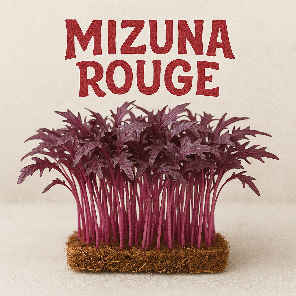 MIZUNA ROUGE BIO - GRAINES POUR MICROPOUSSES