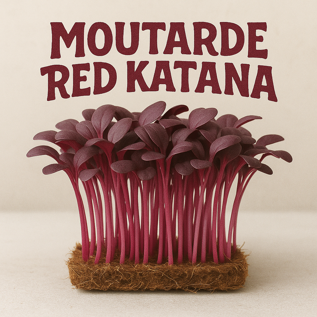 MOUTARDE ROUGE BIO - GRAINES POUR MICROPOUSSES
