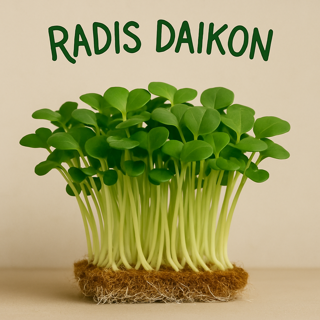 RADIS DAIKON BIO- GRAINES POUR MICROPOUSSES
