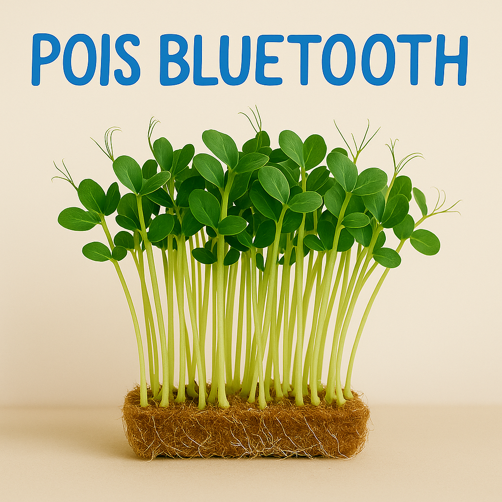 POIS BLUETOOTH BIO - GRAINES POUR MICROPOUSSES