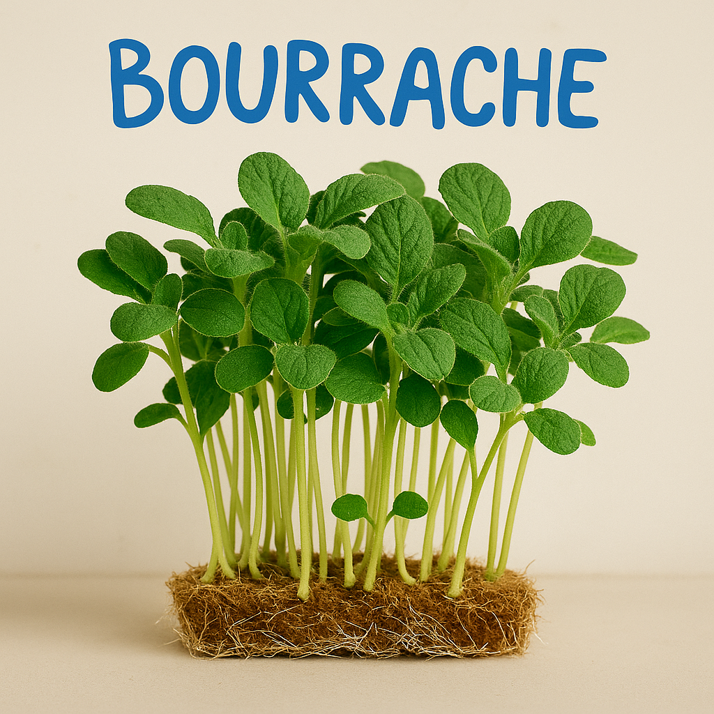BOURRACHE - GRAINES POUR MICROPOUSSES