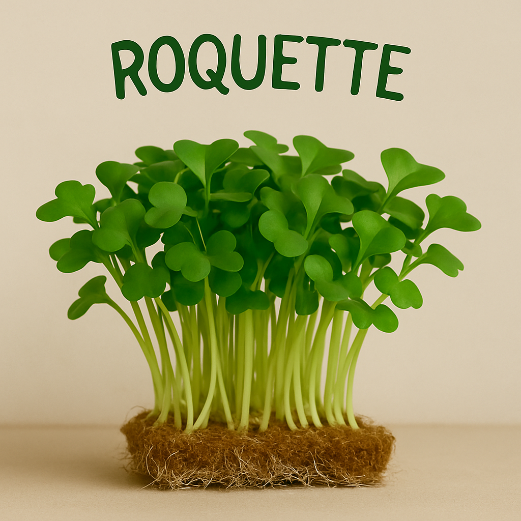 ROQUETTE CULTIVEE BIO - GRAINES POUR MICROPOUSSES
