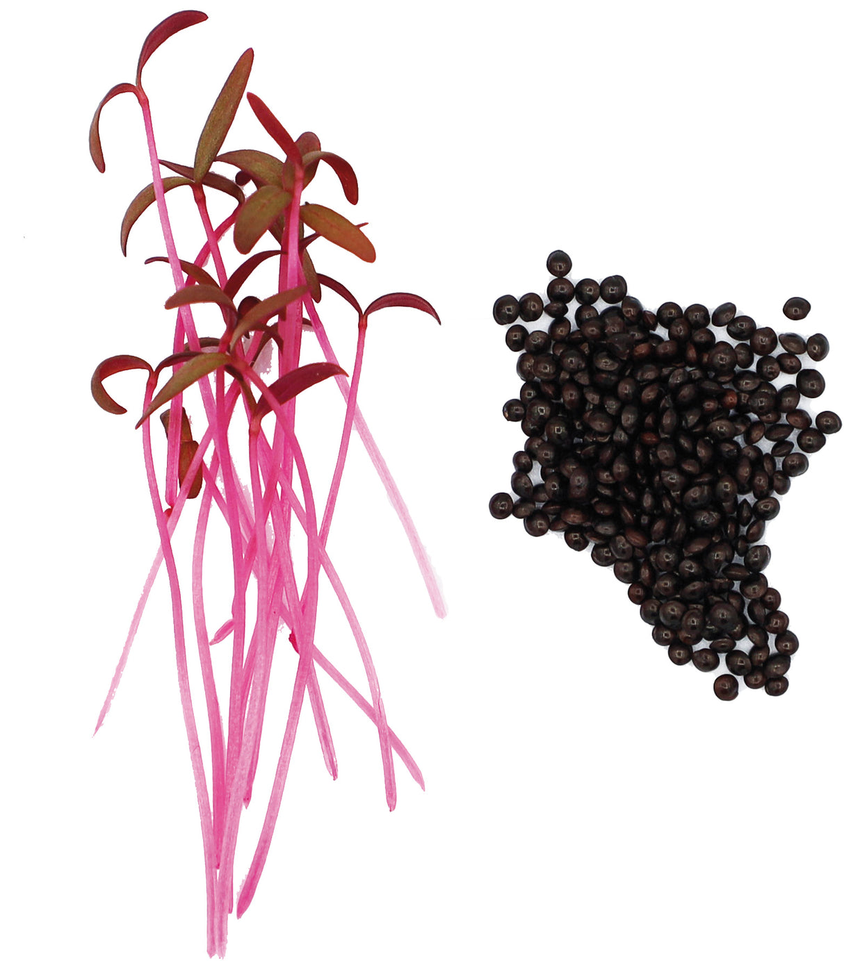 AMARANTHE Rouge - GRAINES POUR MICROPOUSSES