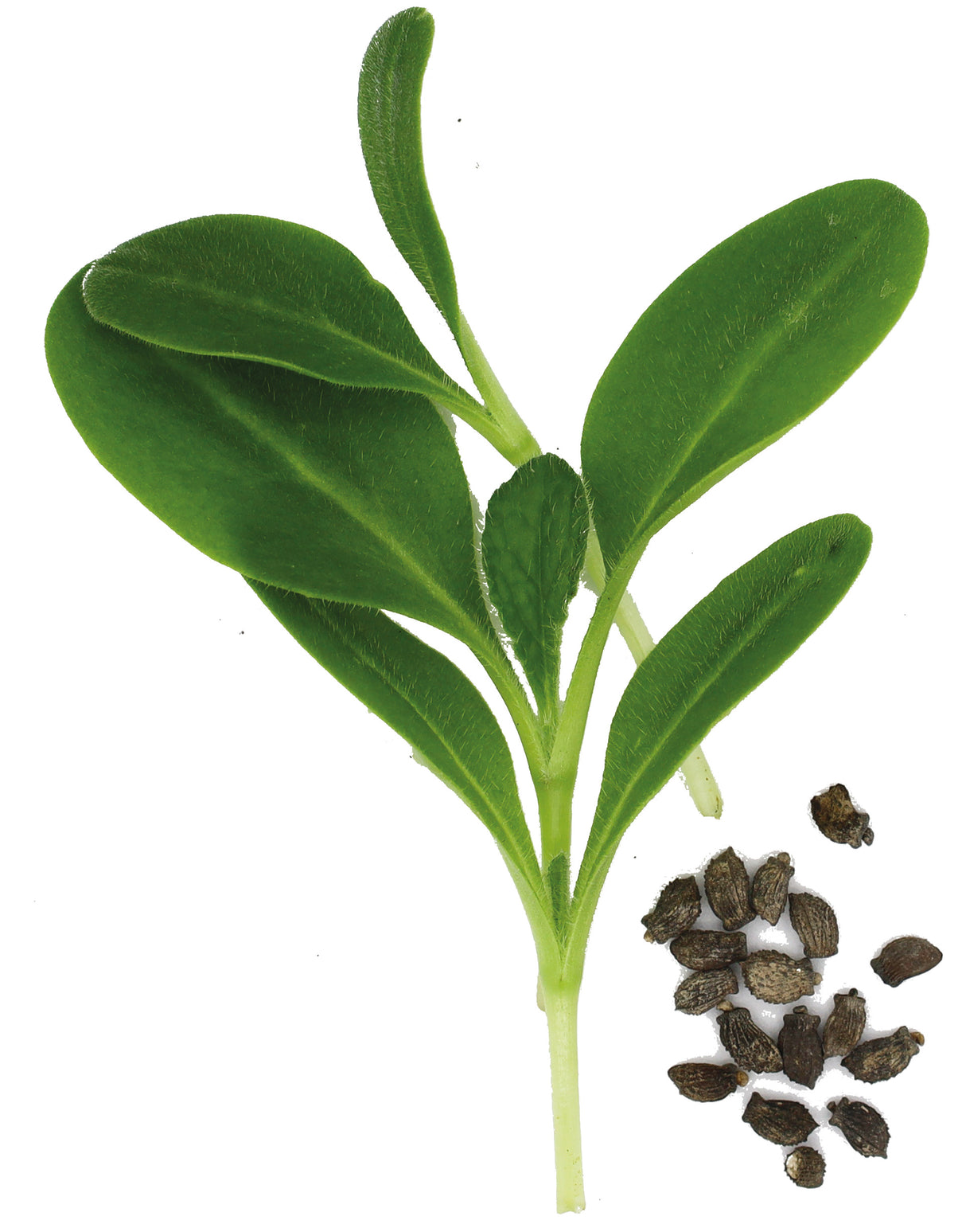 BOURRACHE - GRAINES POUR MICROPOUSSES