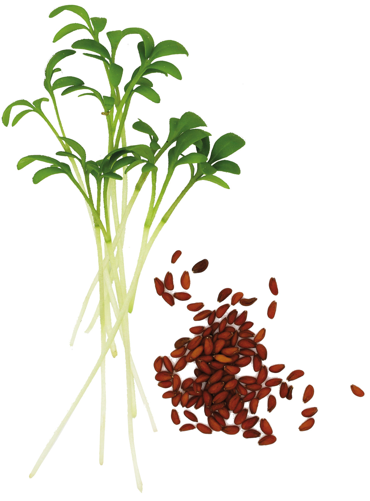 CRESSON BIO - GRAINES POUR MICROPOUSSES