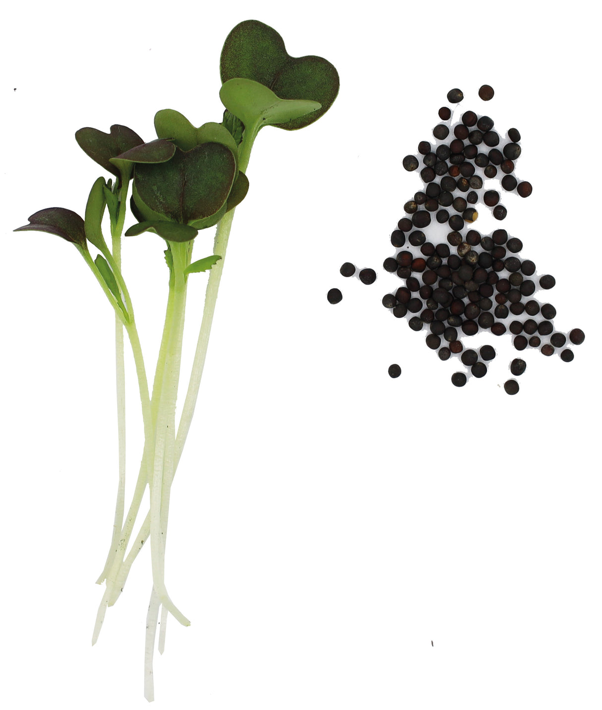 MIZUNA ROUGE BIO - GRAINES POUR MICROPOUSSES