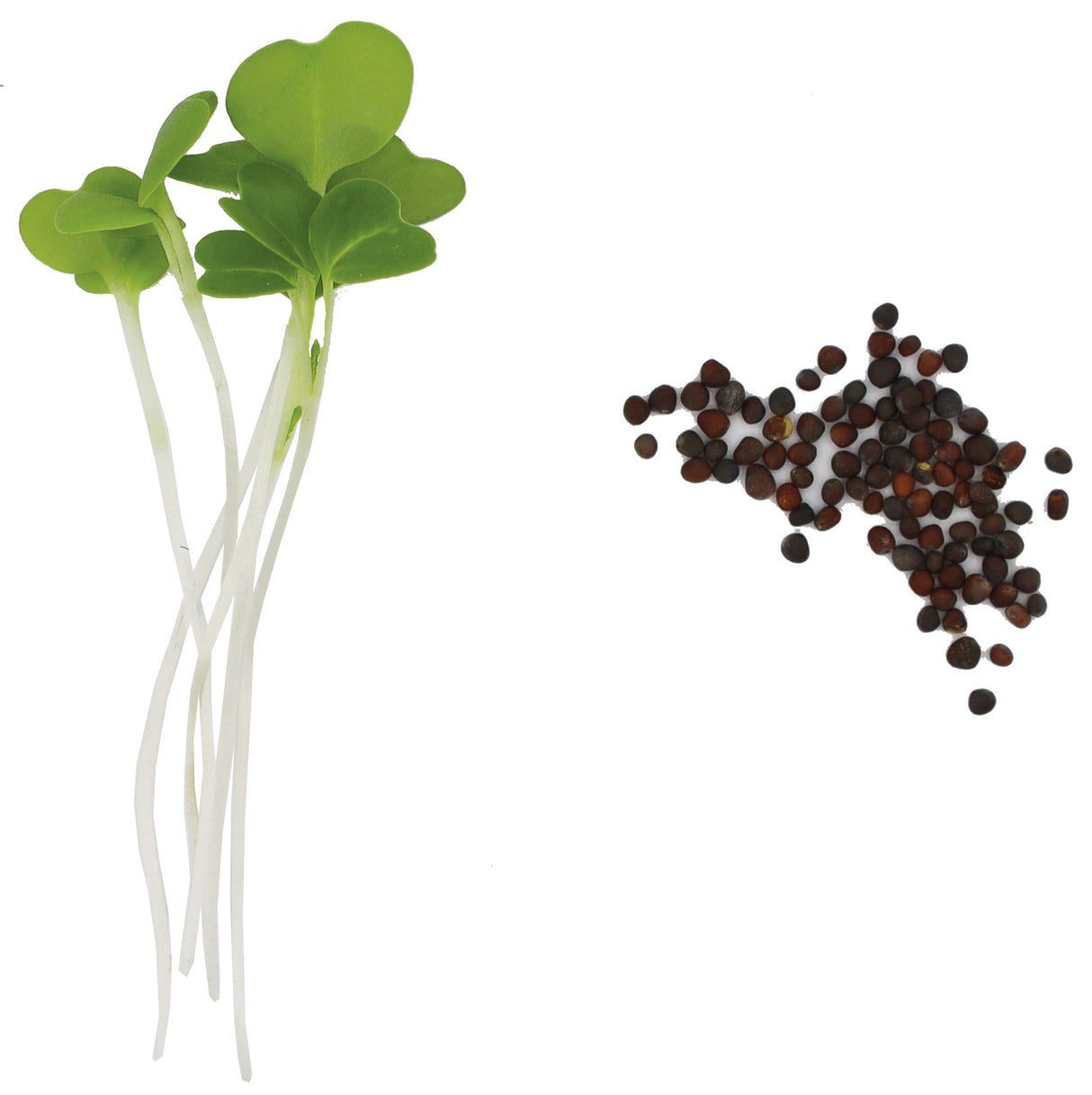 MIZUNA VERTE BIO - GRAINES POUR MICROPOUSSES