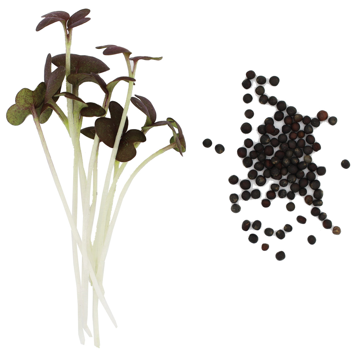 MOUTARDE ROUGE BIO - GRAINES POUR MICROPOUSSES