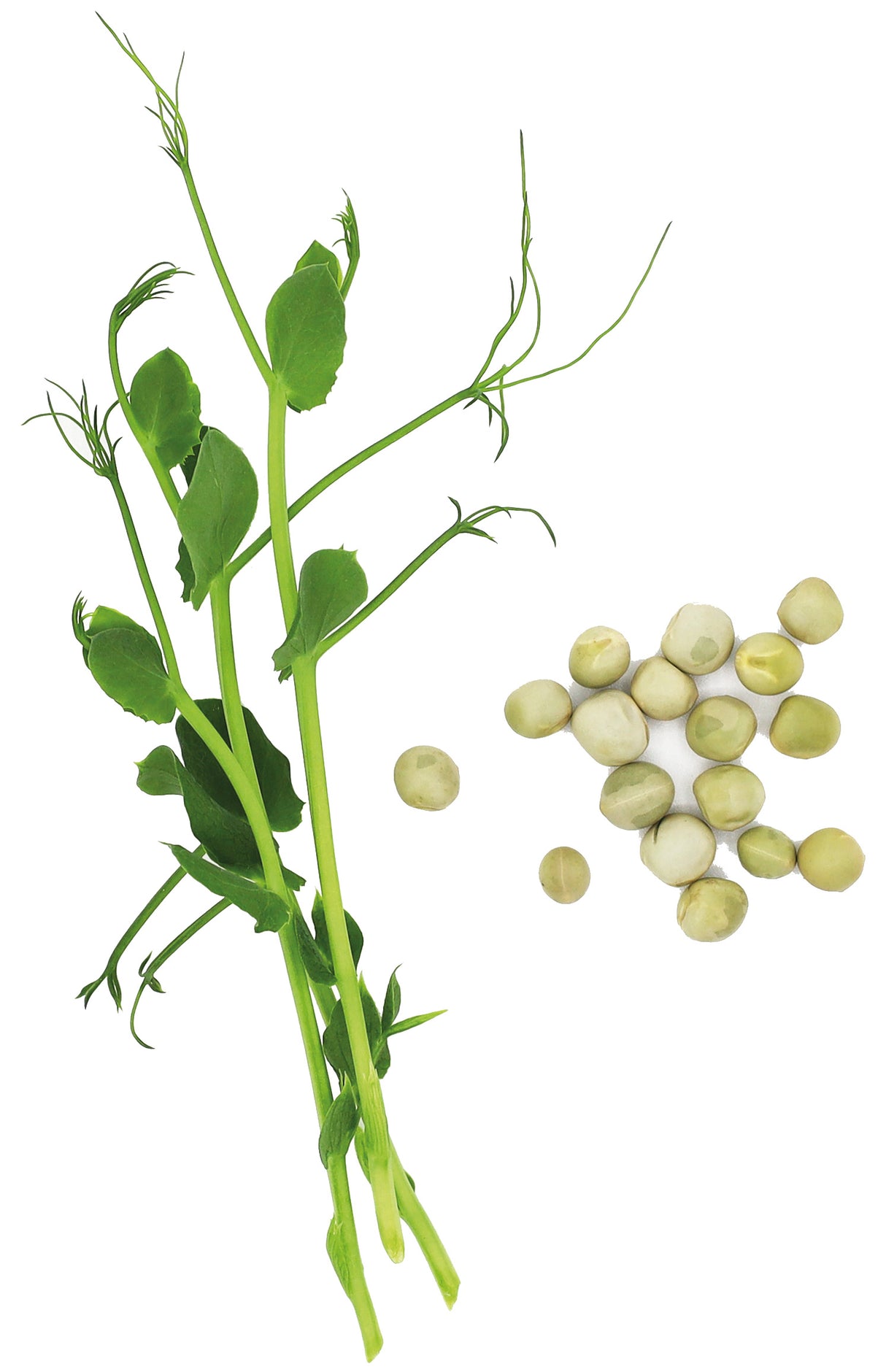 POIS BLUETOOTH BIO - GRAINES POUR MICROPOUSSES