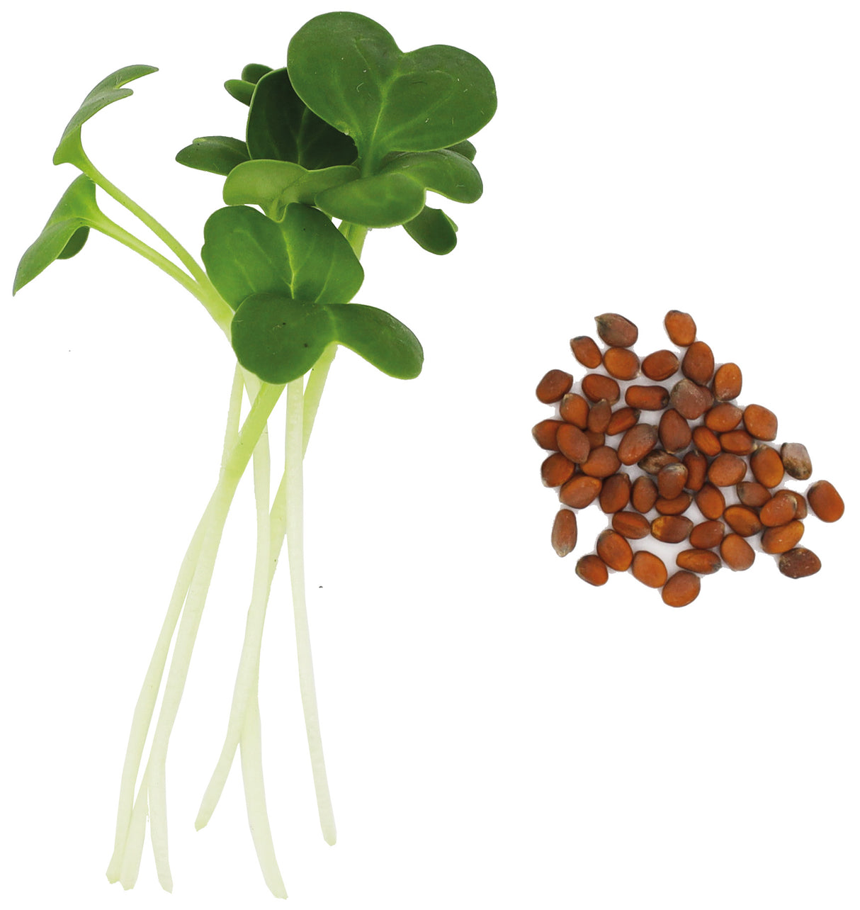 RADIS DAIKON BIO- GRAINES POUR MICROPOUSSES