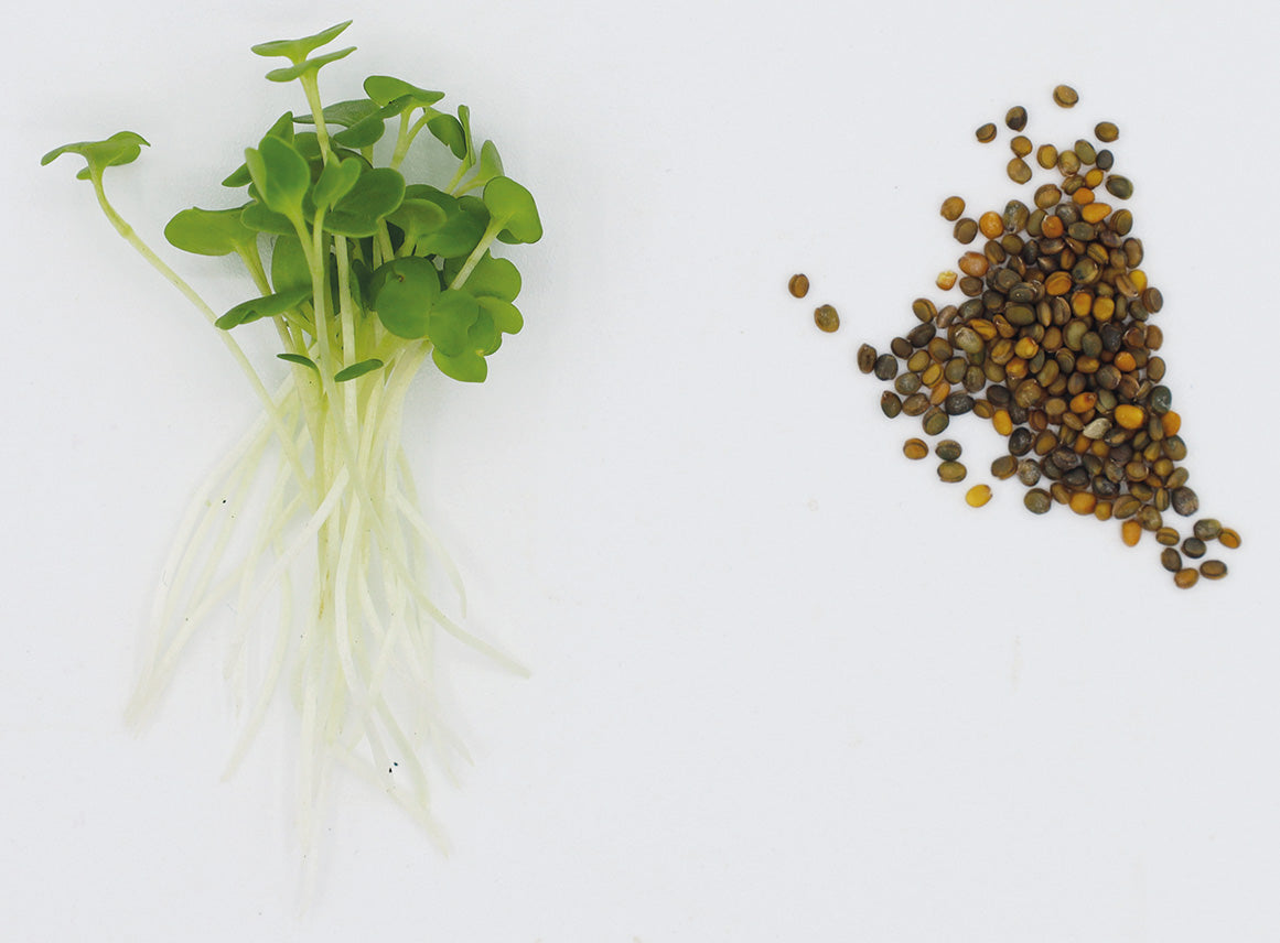 ROQUETTE CULTIVEE BIO - GRAINES POUR MICROPOUSSES