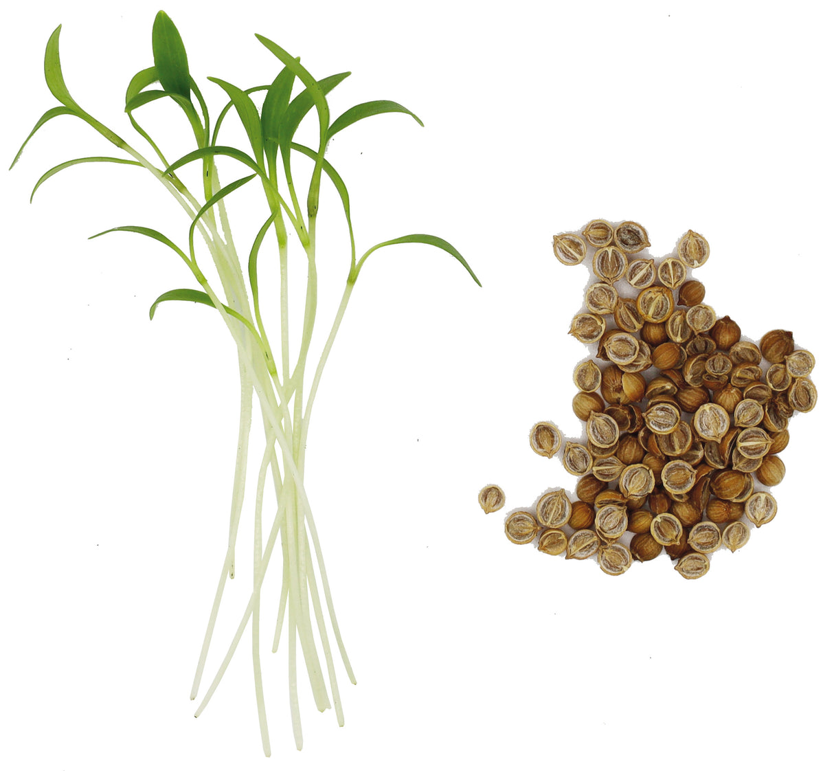 CORIANDRE SPLIT - GRAINES POUR MICROPOUSSES