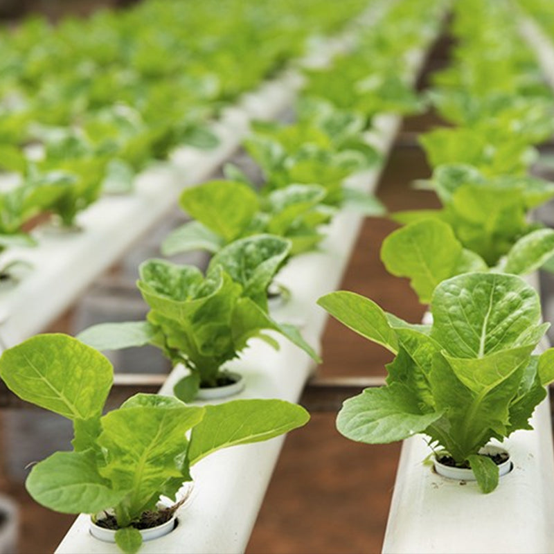 SYSTEMES & IRRIGATION – Octopus Growshop