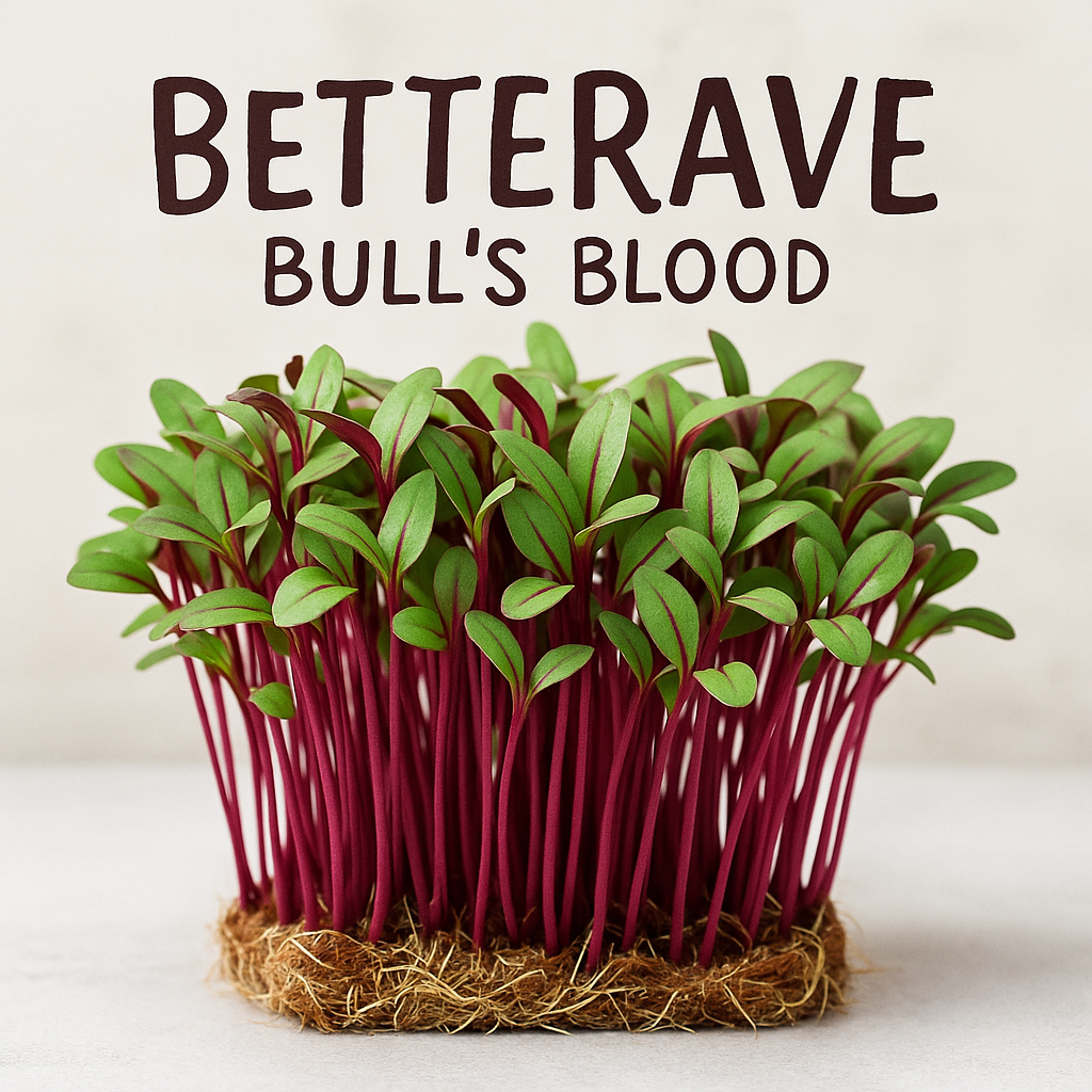 BETTERAVE BIO - GRAINES POUR MICROPOUSSES