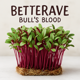 BETTERAVE BIO - GRAINES POUR MICROPOUSSES