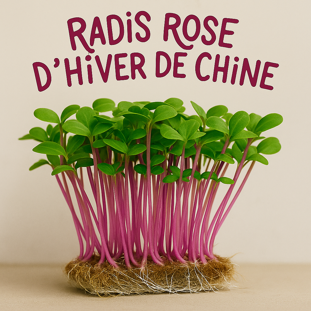 RADIS ROSE DE CHINE BIO - GRAINES POUR MICROPOUSSES