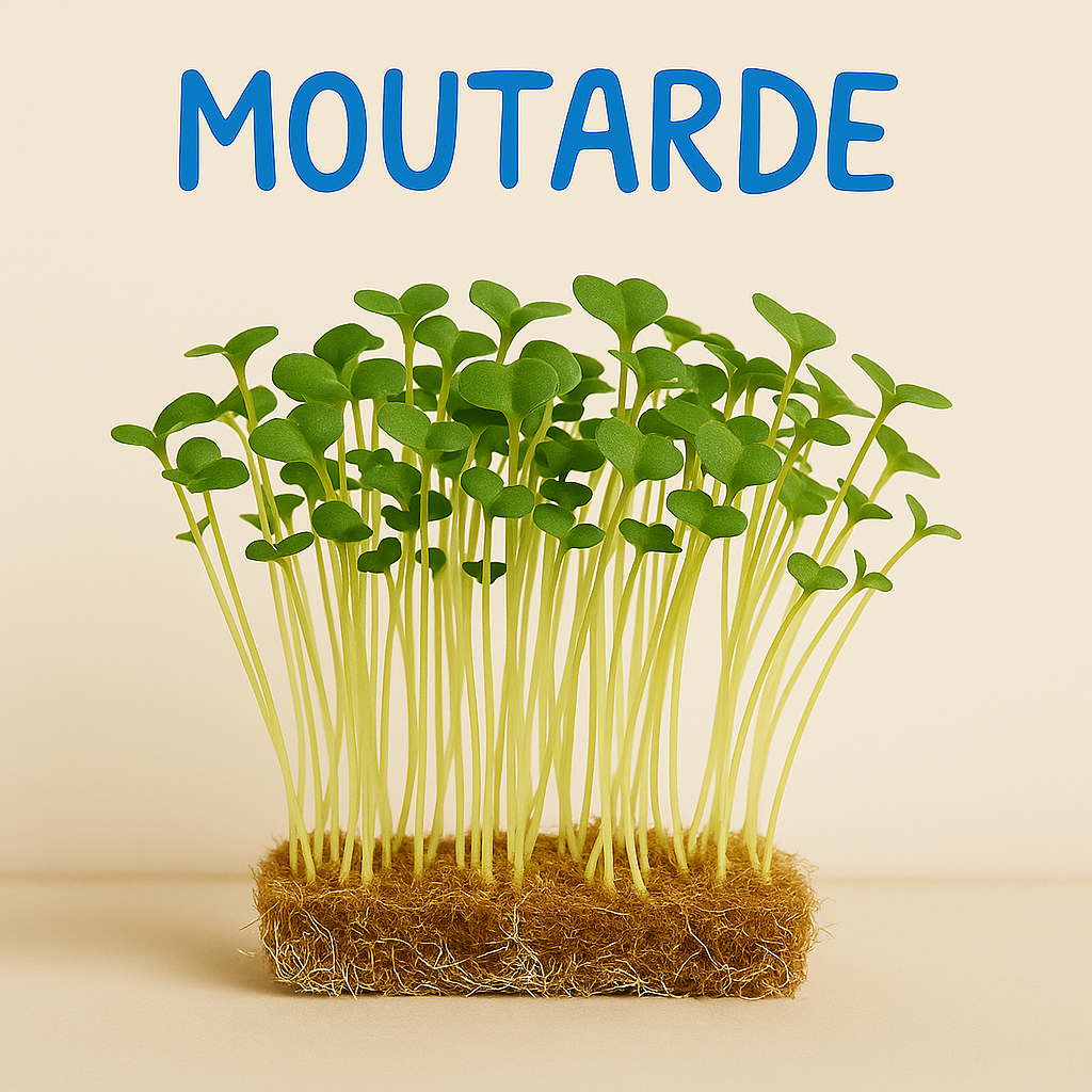 MOUTARDE BLANCHE BIO - GRAINES POUR MICROPOUSSES
