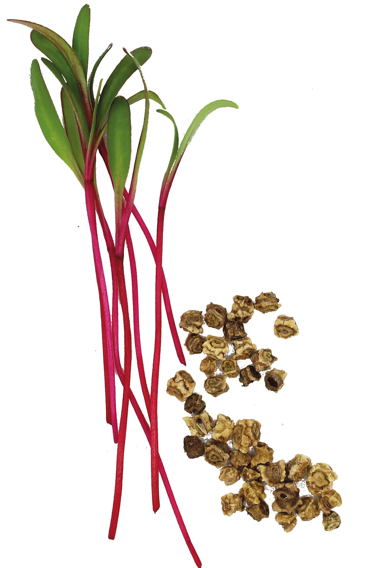 BETTERAVE BIO - GRAINES POUR MICROPOUSSES