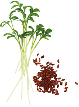 CRESSON BIO - GRAINES POUR MICROPOUSSES
