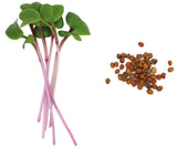 RADIS ROSE DE CHINE BIO - GRAINES POUR MICROPOUSSES